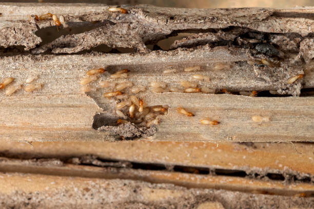 Best Residential Pest Control  in Bend, OR